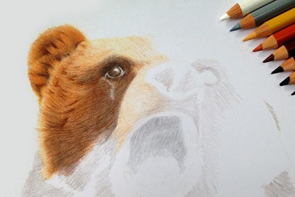 Workshop realistisch dieren tekenen met kleurpotlood
