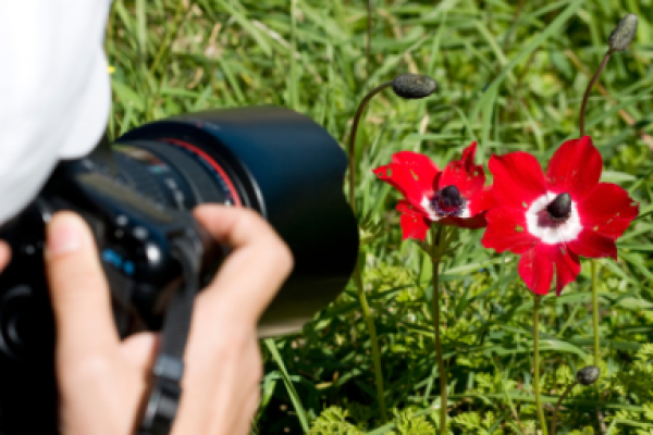 Workshop: Macrofotografie