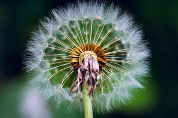 Cursus: Je sensitiviteit als kracht
