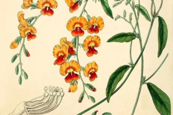 Botanische illustraties maken