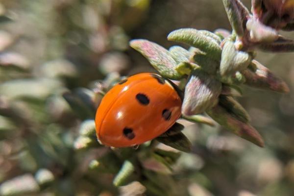 Beeld bij Zoom in op de lente!