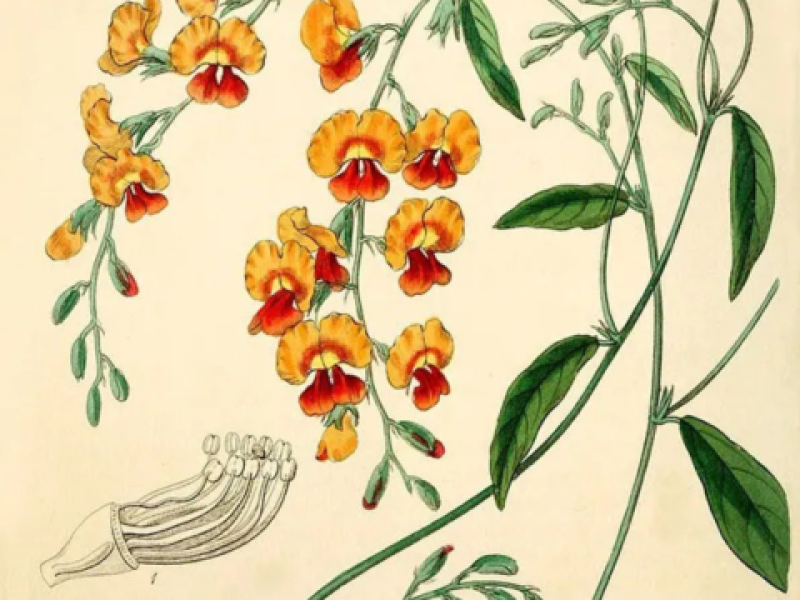 Botanische illustraties maken